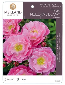 Rosier paysager Magic MEILLANDECOR ® Meibonrib
