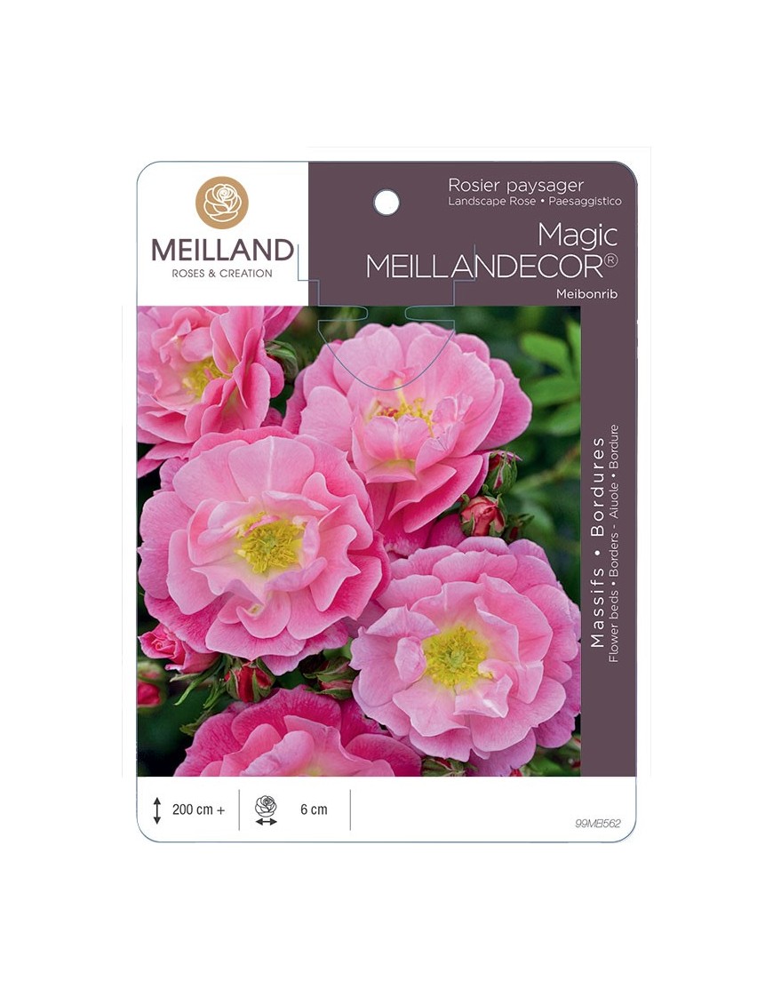 Rosier paysager Magic MEILLANDECOR ® Meibonrib
