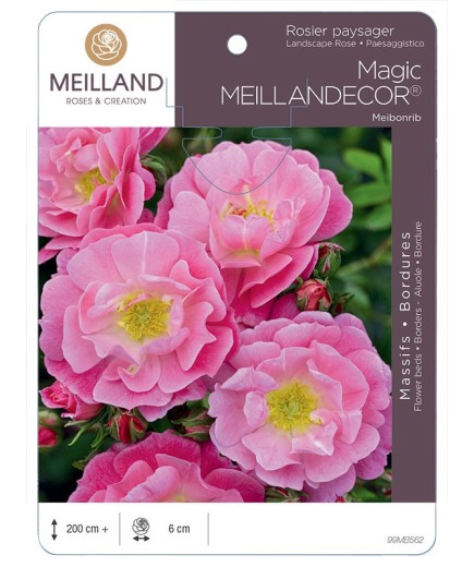 Rosier paysager Magic MEILLANDECOR ® Meibonrib