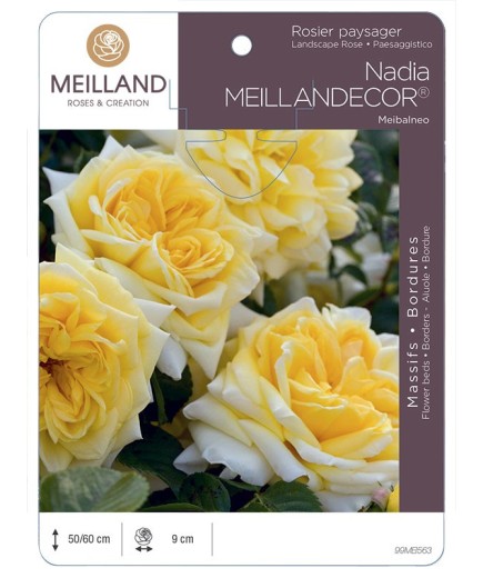 Rosier paysager NADIA® MEILLANDECOR® Meibalneo