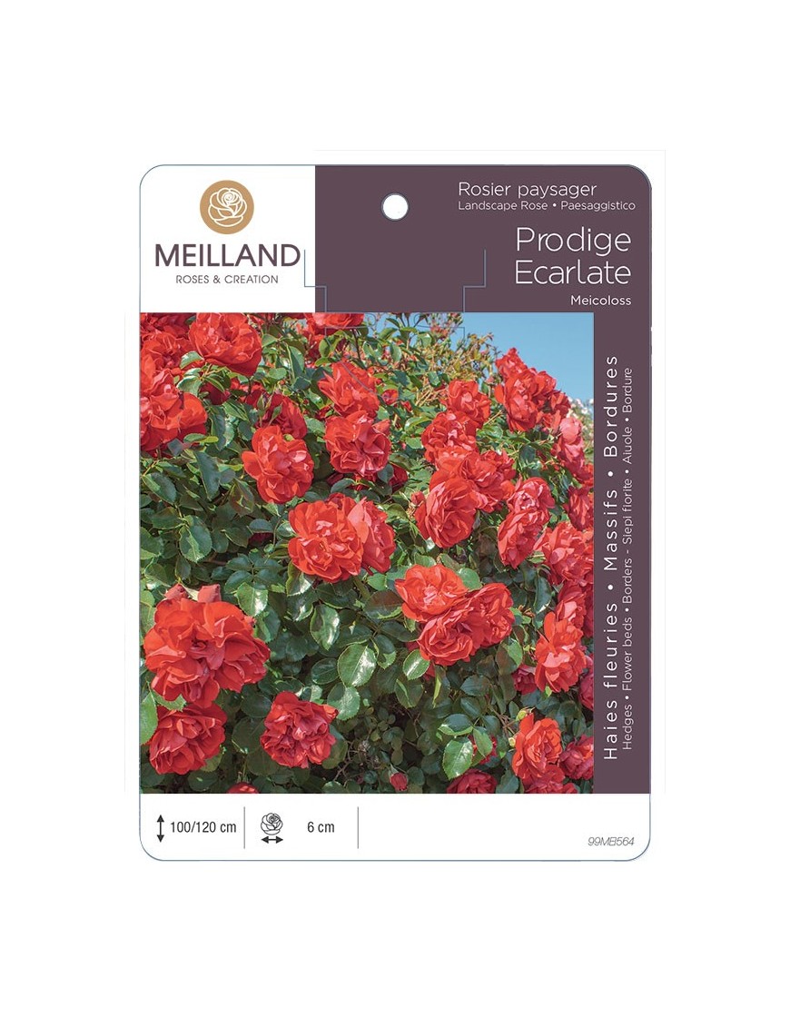 Rosier paysager PRODIGE ECARLATE® Meicoloss