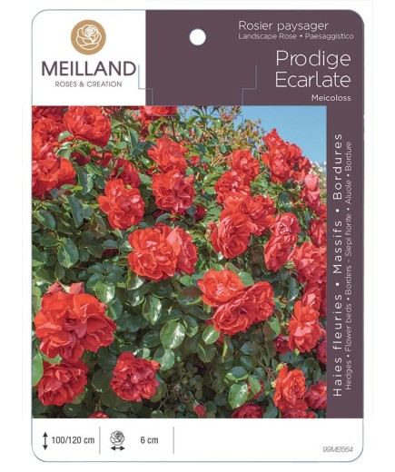 Rosier paysager PRODIGE ECARLATE® Meicoloss