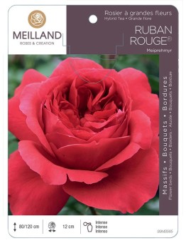 Rosier à grandes fleurs RUBAN ROUGE ® Meiprehmyr