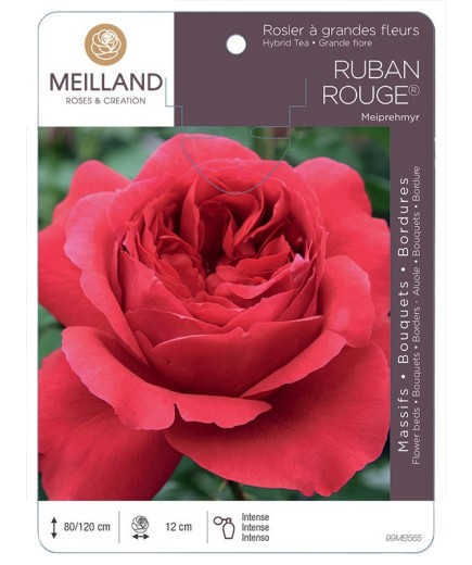 Rosier à grandes fleurs RUBAN ROUGE ® Meiprehmyr