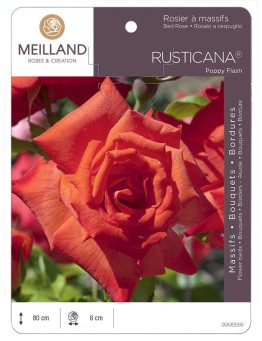 Rosier à massifs RUSTICANA® Poppy Flash