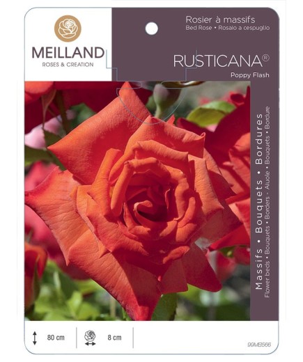 Rosier à massifs RUSTICANA® Poppy Flash