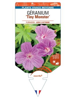 GERANIUM (sanguineum) Tiny Monster