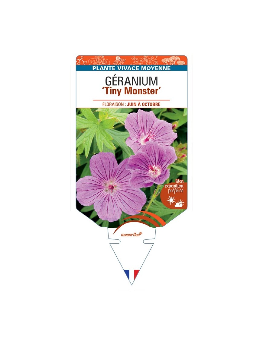 GERANIUM (sanguineum) Tiny Monster