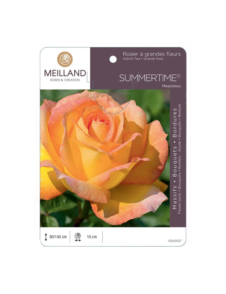 Rosier à grandes fleurs SUMMERTIME® Meipiokou