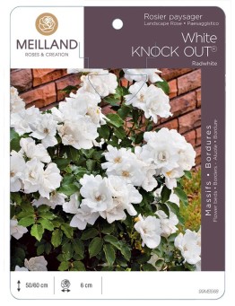 Rosier paysager White KNOCK OUT ®  Radwhite