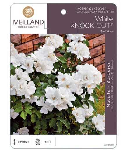Rosier paysager White KNOCK OUT ®  Radwhite
