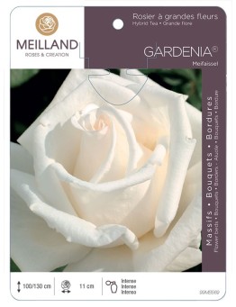 Rosier à grandes fleurs GARDENIA ® Meifaissel