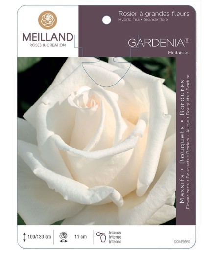 Rosier à grandes fleurs GARDENIA ® Meifaissel