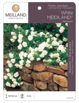Rosier paysager White MEDILAND ® Meicoublan