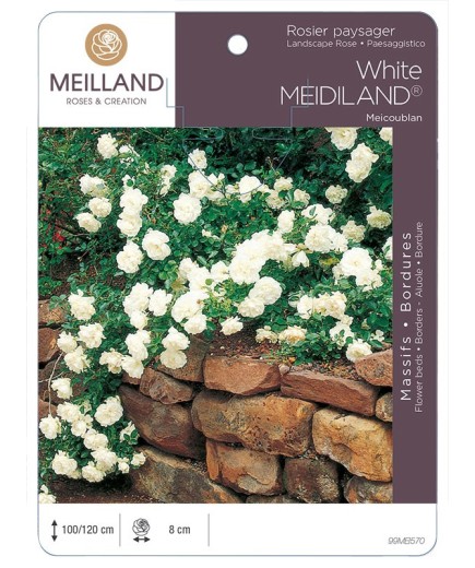 Rosier paysager White MEDILAND ® Meicoublan
