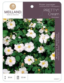 Rosier paysager PRETTY® Cream Meizhakari