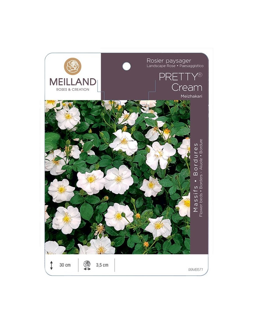 Rosier paysager PRETTY® Cream Meizhakari
