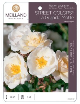 Rosier paysager La Grande Motte by MEILLANDECOR® Meimeigea