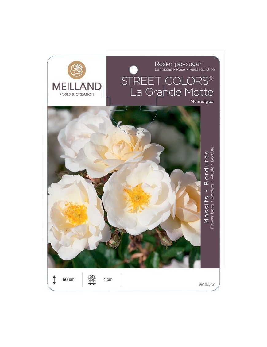 Rosier paysager La Grande Motte by MEILLANDECOR® Meimeigea