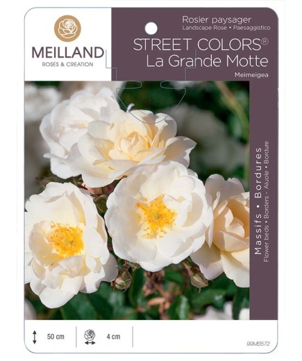 Rosier paysager La Grande Motte by MEILLANDECOR® Meimeigea
