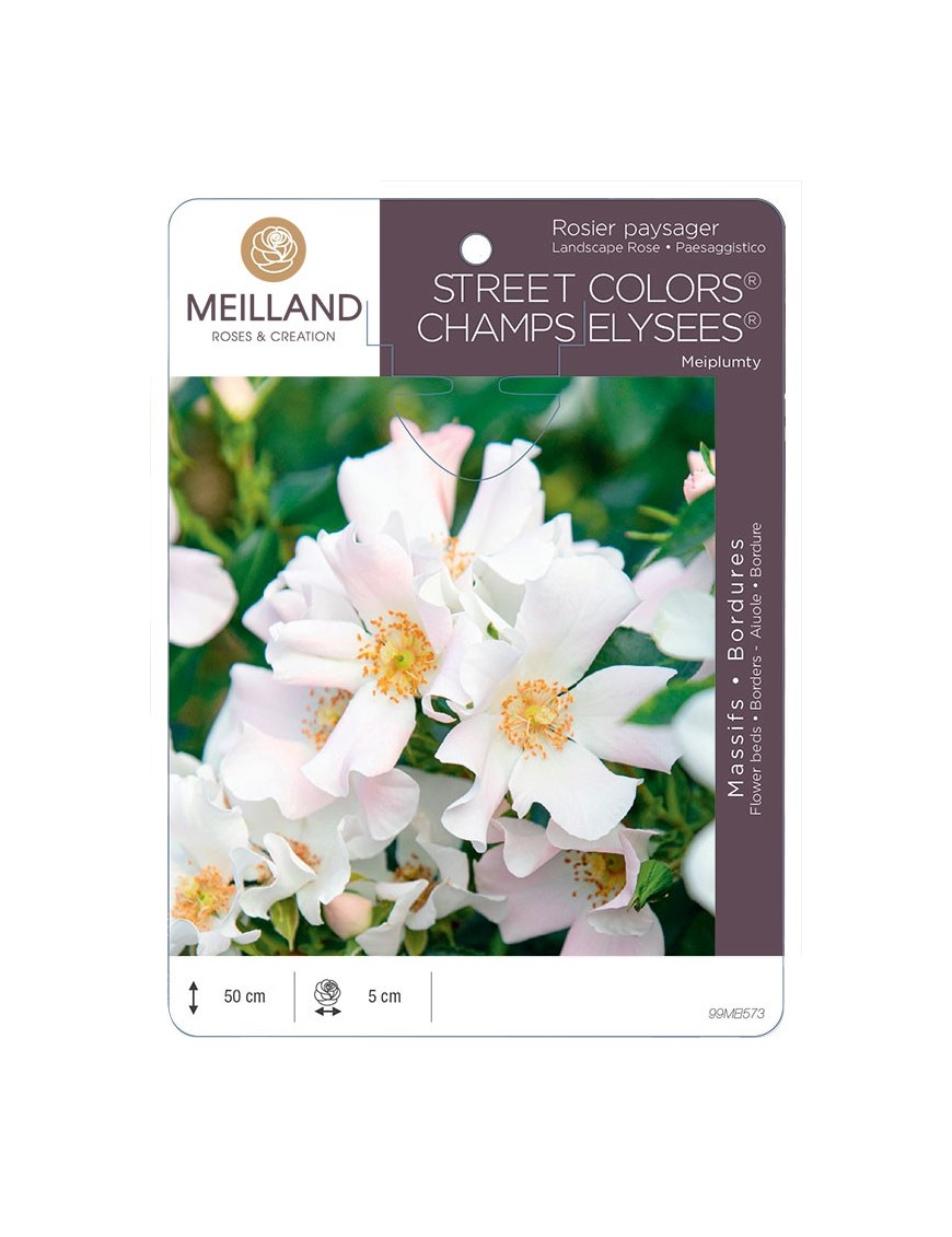 Rosier paysager CHAMPS ELYSEE ® Meiplumty