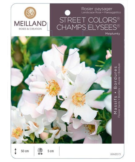 Rosier paysager CHAMPS ELYSEE ® Meiplumty