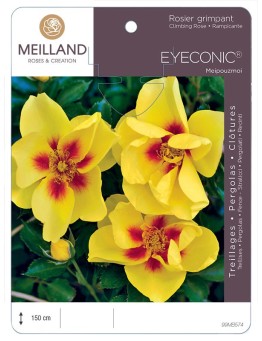 Rosier grimpant EYECONIC ® Meipouzmoi