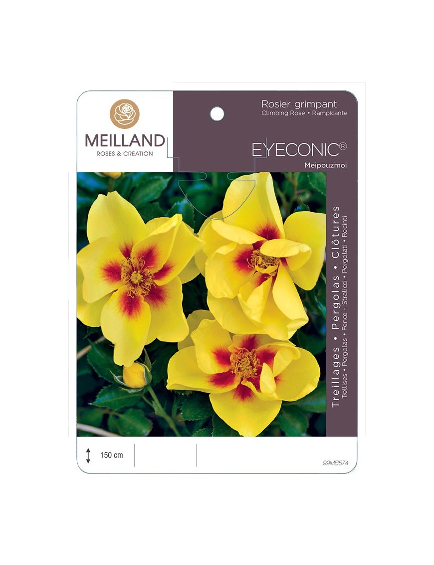 Rosier grimpant EYECONIC ® Meipouzmoi