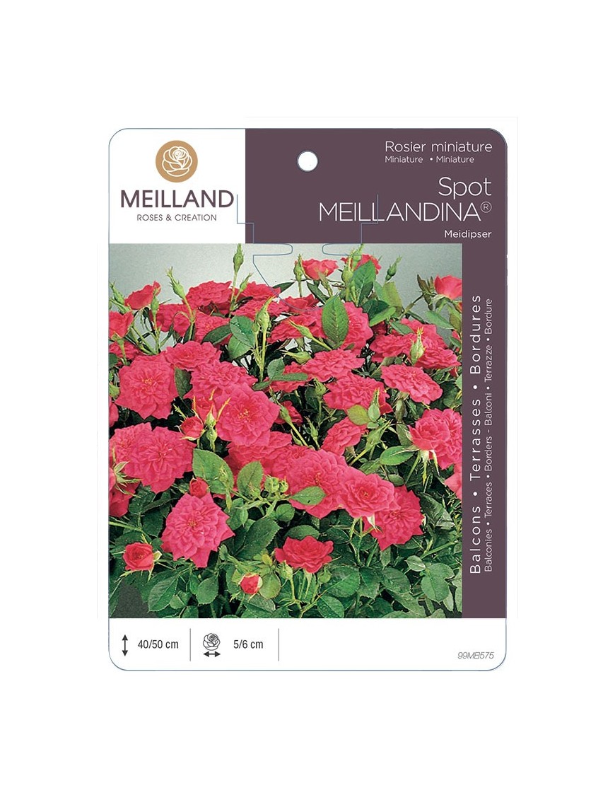 Rosier miniature SPOT MEILLANDINA ® Meidipser