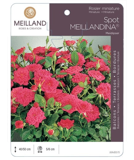 Rosier miniature SPOT MEILLANDINA ® Meidipser