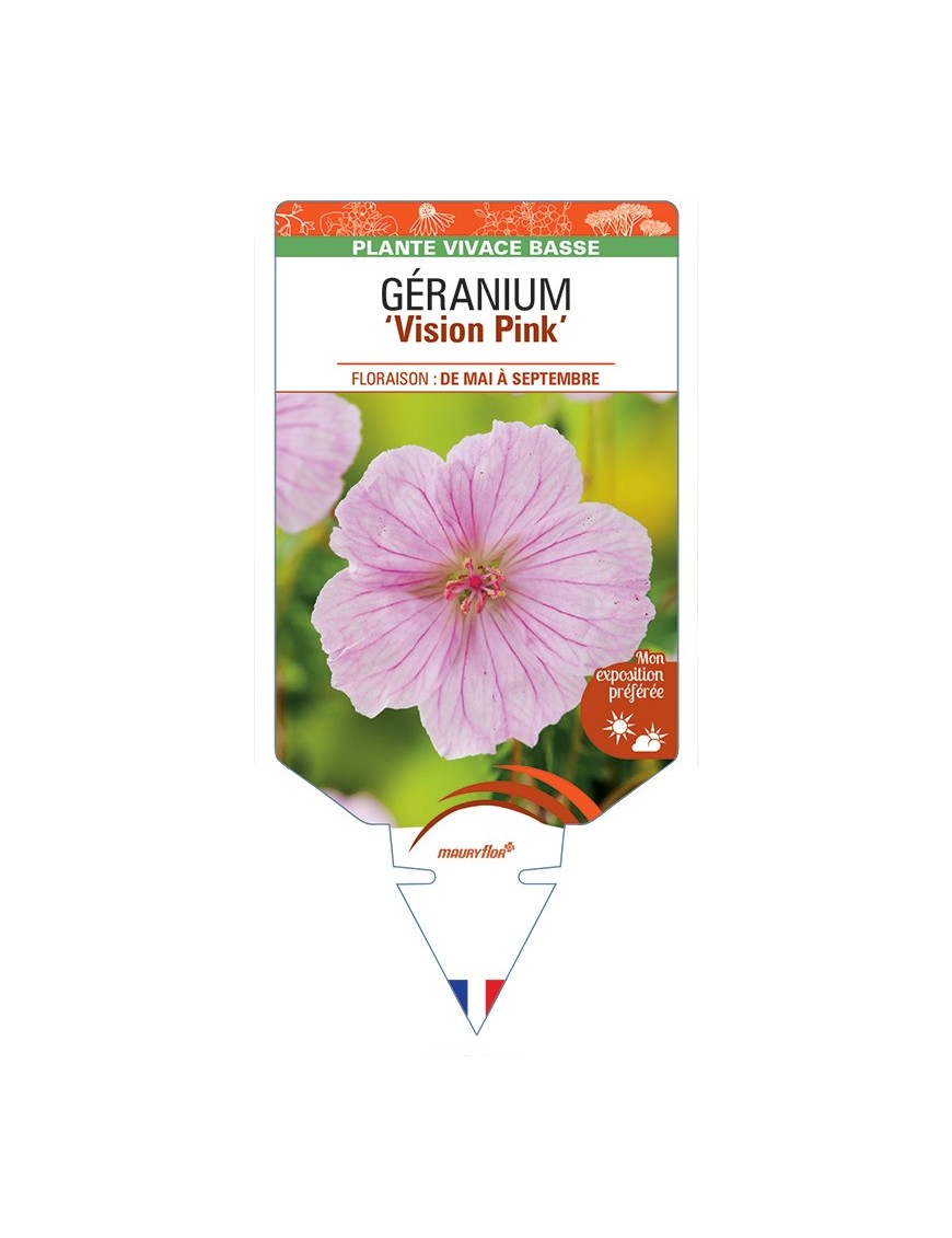 GERANIUM (sanguineum) Vision Pink