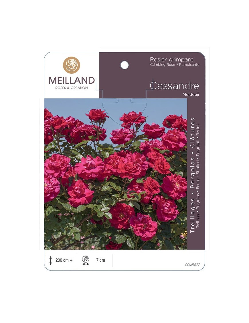 Rosier grimpant CASSANDRE ® Meideuji