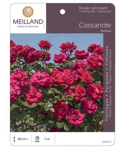 Rosier grimpant CASSANDRE ® Meideuji