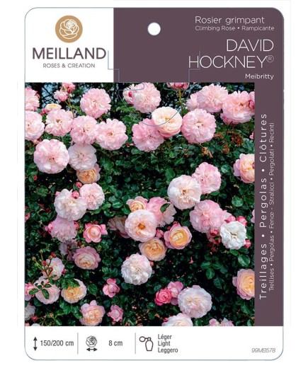 Rosier grimpant DAVID HOCKNEY ® Meibritty