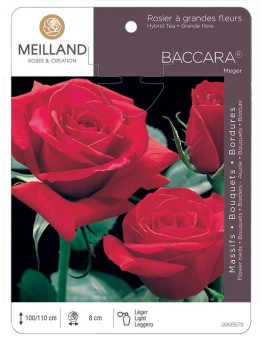 Rosier à grandes fleurs BACCARA ® Meiger