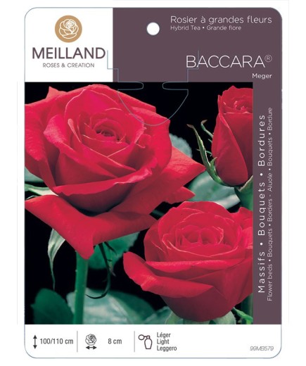 Rosier à grandes fleurs BACCARA ® Meiger