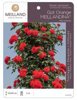 Rosier grimpant ORANGE MEILLANDINA® Meiji-katarsar