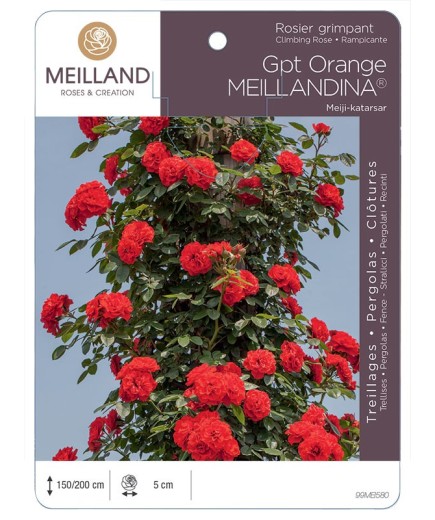 Rosier grimpant ORANGE MEILLANDINA® Meiji-katarsar