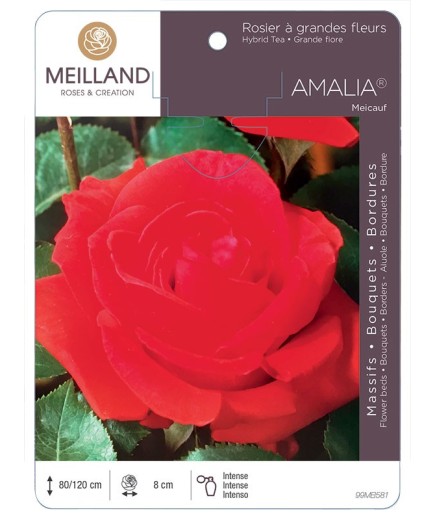Rosier à grandes fleurs AMALIA ® Meicauf