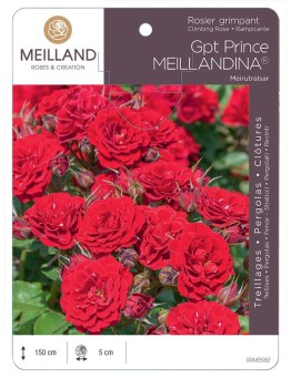 Rosier grimpant PRINCE MEILLANDINA® Meirutralsar