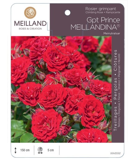 Rosier grimpant PRINCE MEILLANDINA® Meirutralsar