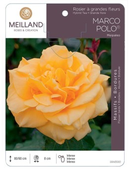 Rosier à grandes fleurs MARCO POLO ® Meipaleo