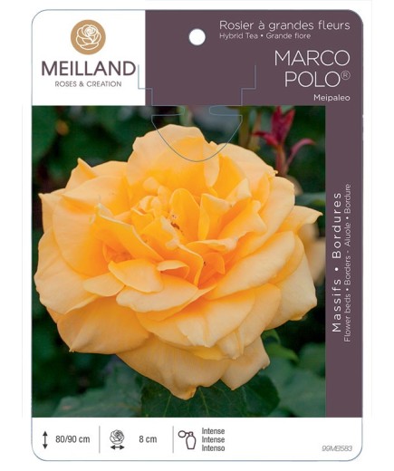 Rosier à grandes fleurs MARCO POLO ® Meipaleo