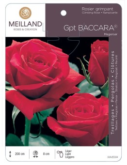Rosier grimpant BACCARA ® Meigersar