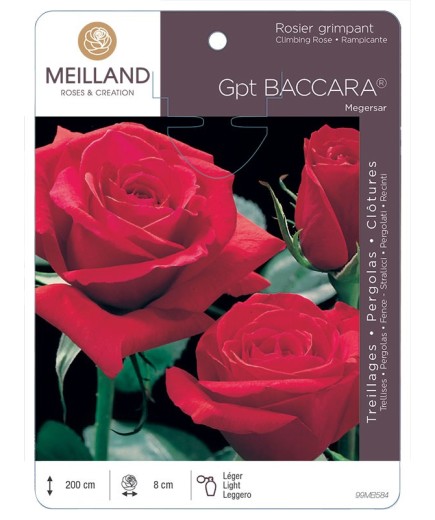 Rosier grimpant BACCARA ® Meigersar