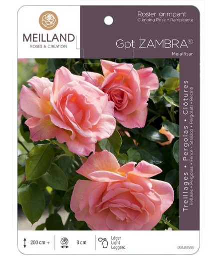 Rosier grimpant ZAMBRA ® Meialfisar