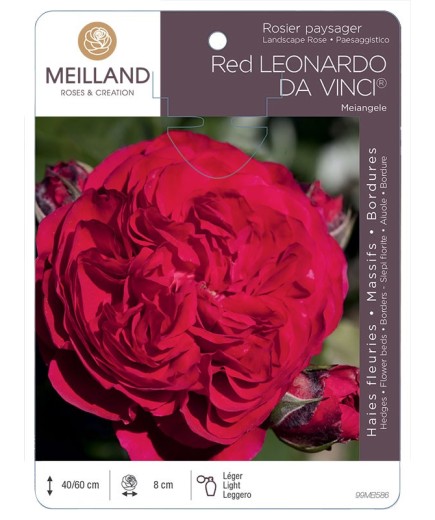 Rosier paysager RED LEONARD DA VINCI ® Meiangele