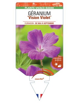 GERANIUM (sanguineum) Vision Violet