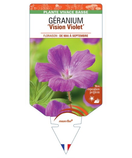 GERANIUM (sanguineum) Vision Violet