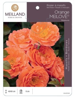 Rosier à massifs Orange MEILOVE® Meipluvia